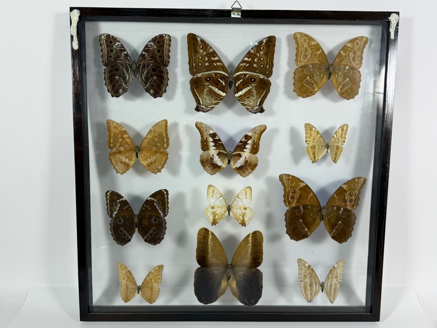 Large Vintage Shadow Box Framed Collection Of Eleven Real Iridescent Blue Morpho And Owl Butterflies 20W X 20H [Photo 9]
