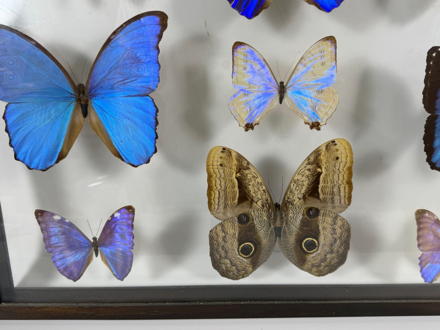 Large Vintage Shadow Box Framed Collection Of Eleven Real Iridescent Blue Morpho And Owl Butterflies 20W X 20H [Photo 6]