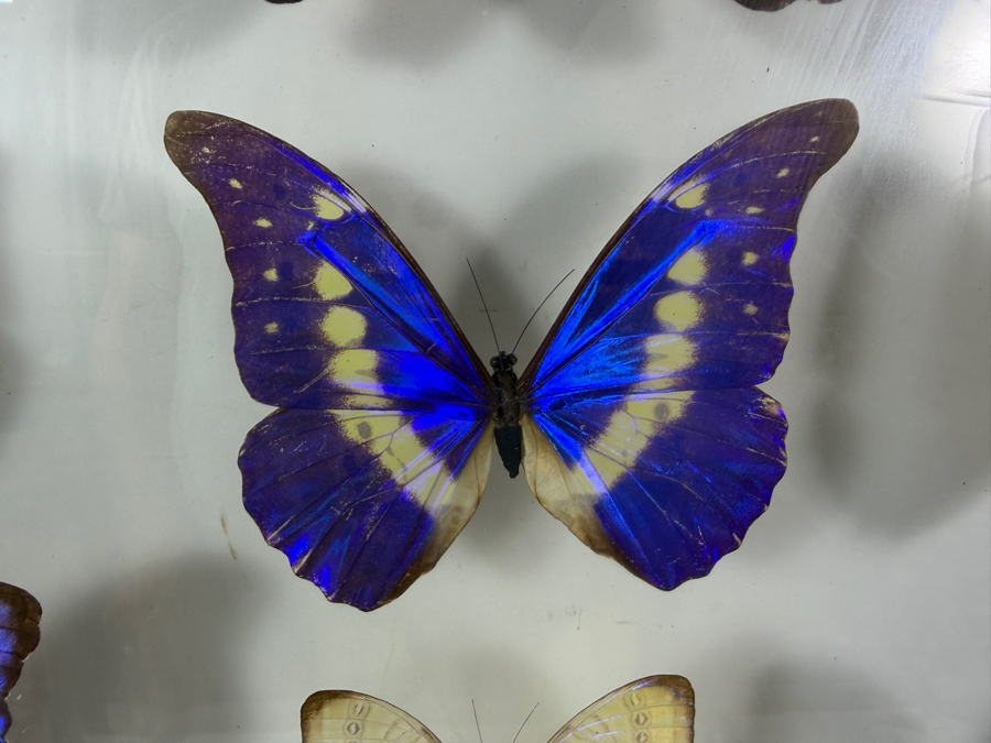 Large Vintage Shadow Box Framed Collection Of Eleven Real Iridescent Blue Morpho And Owl Butterflies 20W X 20H [Photo 3]