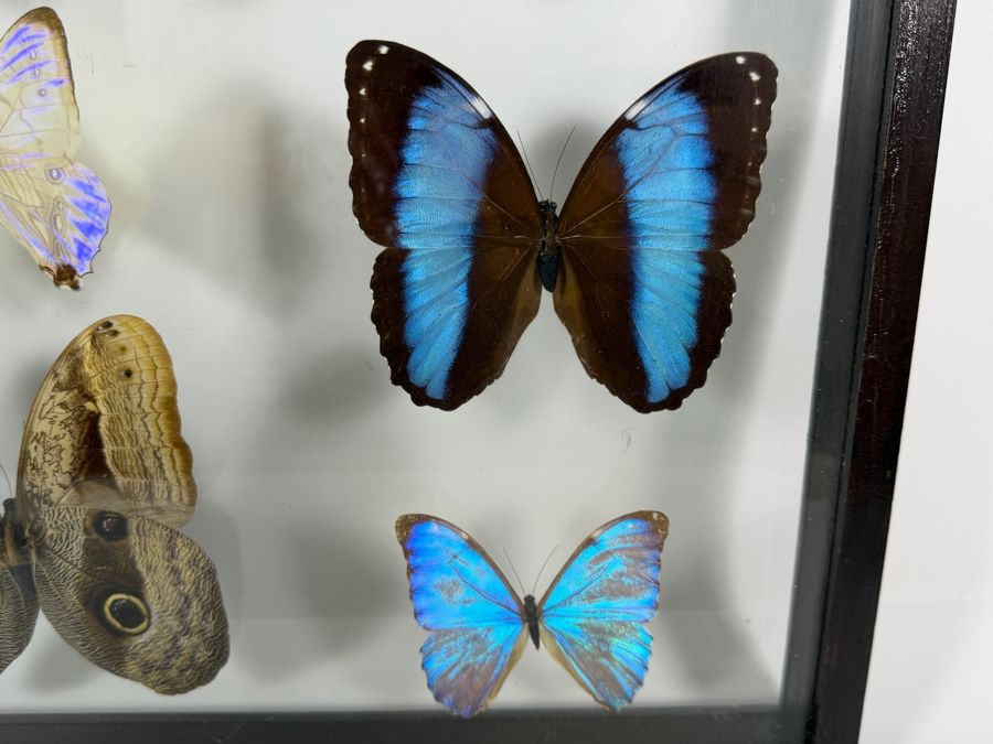 Large Vintage Shadow Box Framed Collection Of Eleven Real Iridescent Blue Morpho And Owl Butterflies 20W X 20H [Photo 7]