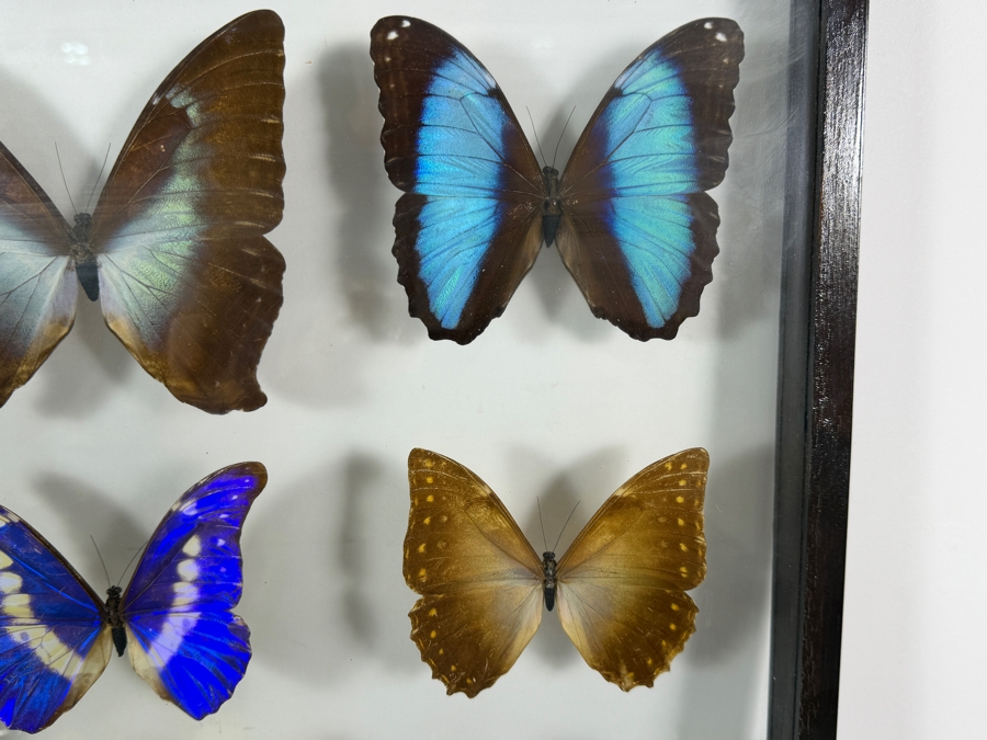 Large Vintage Shadow Box Framed Collection Of Eleven Real Iridescent Blue Morpho And Owl Butterflies 20W X 20H [Photo 8]