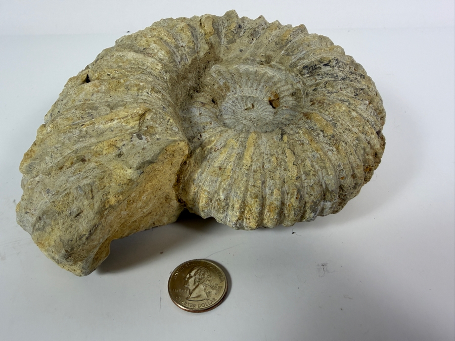 Large Ancient Fossilized Extinct Ammonite Cephalopod Shell Specimen With Heavily Ribbed Ridges 8W [Photo 2]