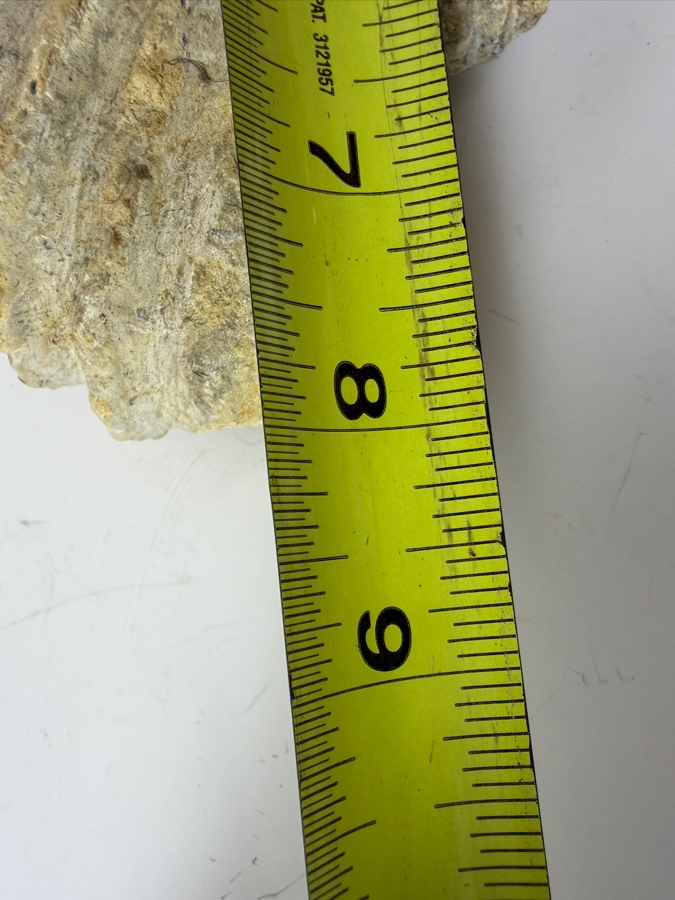 Large Ancient Fossilized Extinct Ammonite Cephalopod Shell Specimen With Heavily Ribbed Ridges 8W [Photo 5]