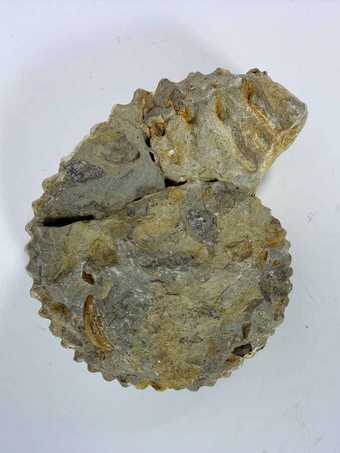 Large Ancient Fossilized Extinct Ammonite Cephalopod Shell Specimen With Heavily Ribbed Ridges 8W [Photo 4]