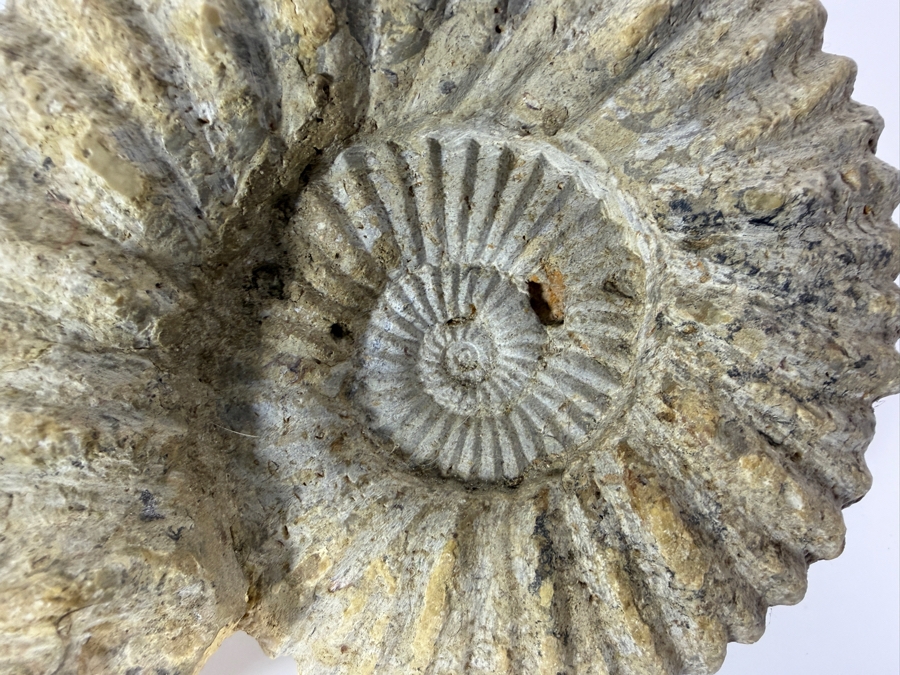 Large Ancient Fossilized Extinct Ammonite Cephalopod Shell Specimen With Heavily Ribbed Ridges 8W [Photo 3]
