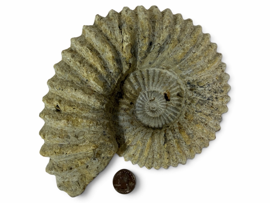 Large Ancient Fossilized Extinct Ammonite Cephalopod Shell Specimen With Heavily Ribbed Ridges 8W