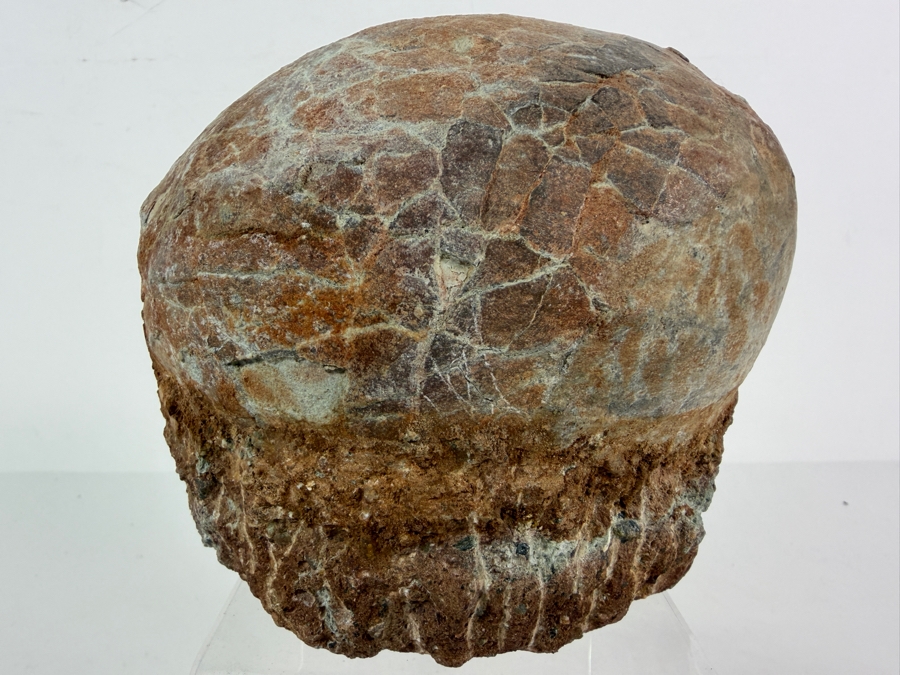 Genuine Fossilized Dinosaur Egg Still Embedded in its Natural Stone Matrix Base Most Likely Originating from a Hadrosaur (Duck-Billed Dinosaur) 7'W X 6'D X 5.5'H Weighs 6.96lbs [Photo 5]
