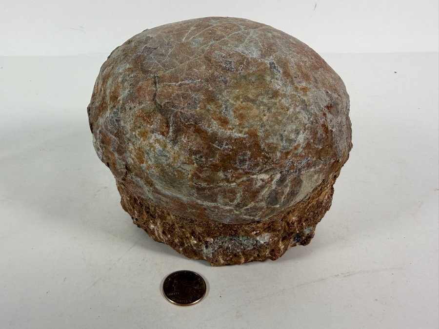Genuine Fossilized Dinosaur Egg Still Embedded in its Natural Stone Matrix Base Most Likely Originating from a Hadrosaur (Duck-Billed Dinosaur) 7'W X 6'D X 5.5'H Weighs 6.96lbs [Photo 9]
