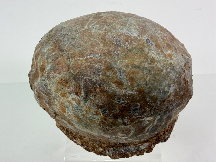 Genuine Fossilized Dinosaur Egg Still Embedded in its Natural Stone Matrix Base Most Likely Originating from a Hadrosaur (Duck-Billed Dinosaur) 7'W X 6'D X 5.5'H Weighs 6.96lbs [Photo 3]
