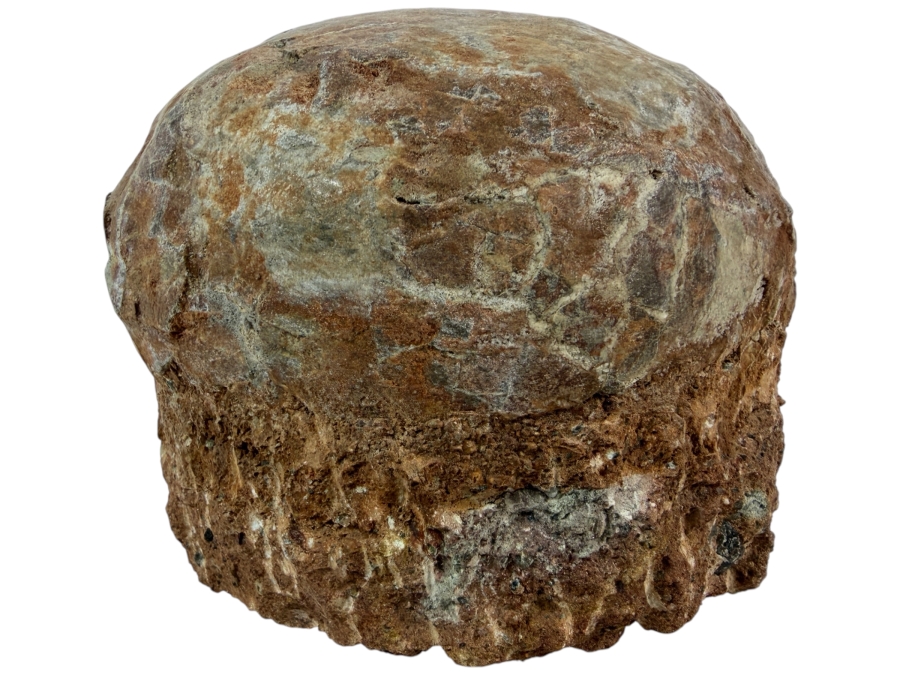 Genuine Fossilized Dinosaur Egg Still Embedded in its Natural Stone Matrix Base Most Likely Originating from a Hadrosaur (Duck-Billed Dinosaur) 7'W X 6'D X 5.5'H Weighs 6.96lbs
