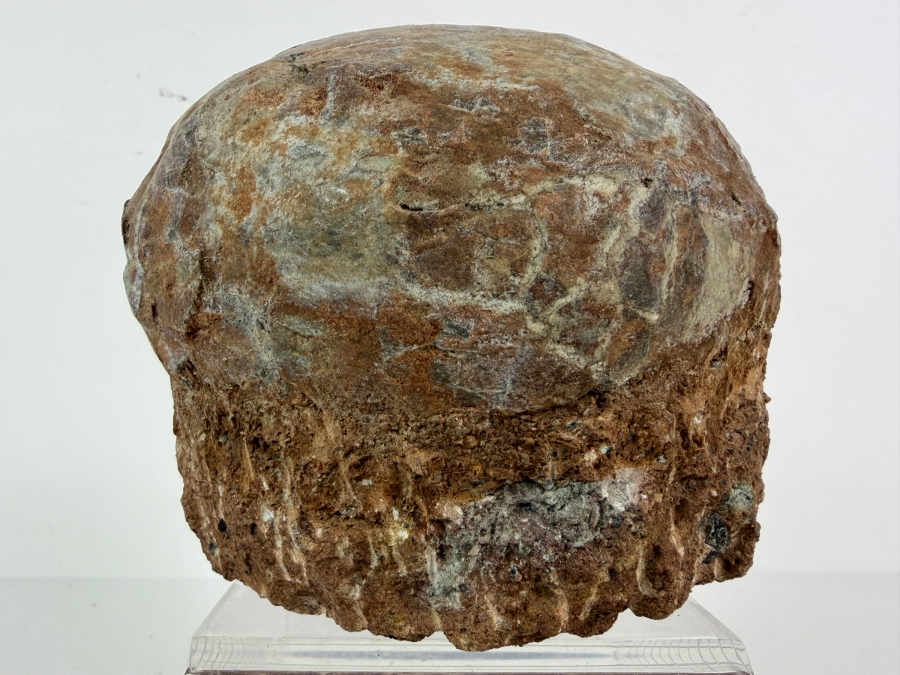 Genuine Fossilized Dinosaur Egg Still Embedded in its Natural Stone Matrix Base Most Likely Originating from a Hadrosaur (Duck-Billed Dinosaur) 7'W X 6'D X 5.5'H Weighs 6.96lbs [Photo 2]