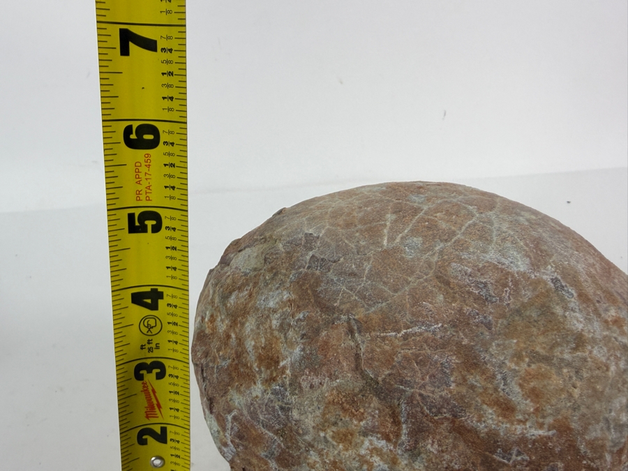 Genuine Fossilized Dinosaur Egg Still Embedded in its Natural Stone Matrix Base Most Likely Originating from a Hadrosaur (Duck-Billed Dinosaur) 7'W X 6'D X 5.5'H Weighs 6.96lbs [Photo 11]