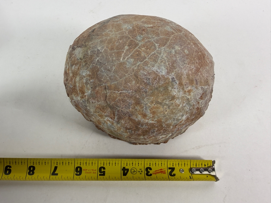 Genuine Fossilized Dinosaur Egg Still Embedded in its Natural Stone Matrix Base Most Likely Originating from a Hadrosaur (Duck-Billed Dinosaur) 7'W X 6'D X 5.5'H Weighs 6.96lbs [Photo 10]
