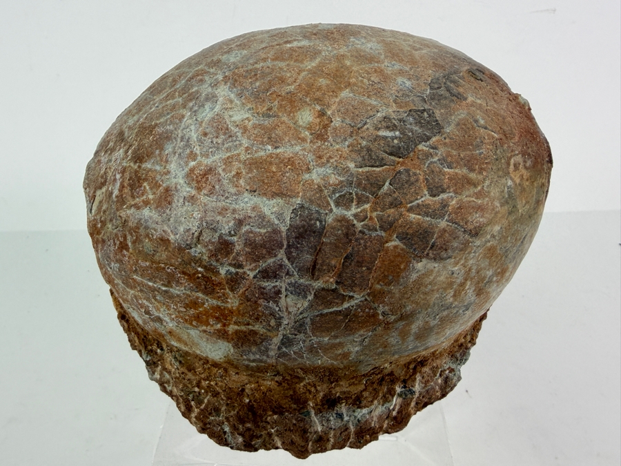 Genuine Fossilized Dinosaur Egg Still Embedded in its Natural Stone Matrix Base Most Likely Originating from a Hadrosaur (Duck-Billed Dinosaur) 7'W X 6'D X 5.5'H Weighs 6.96lbs [Photo 6]